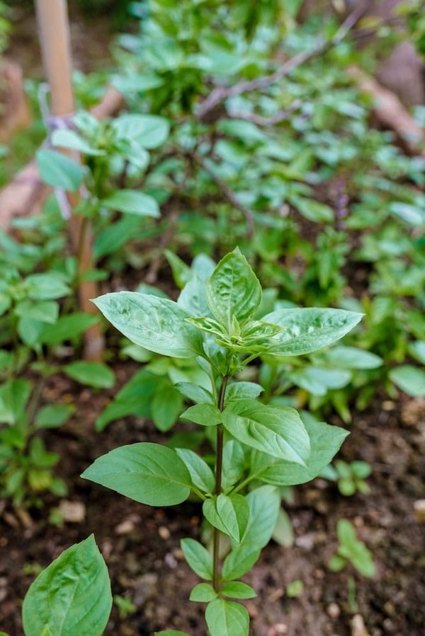 How to Prepare for a Zero-Waste Christmas Celebration in the UK?